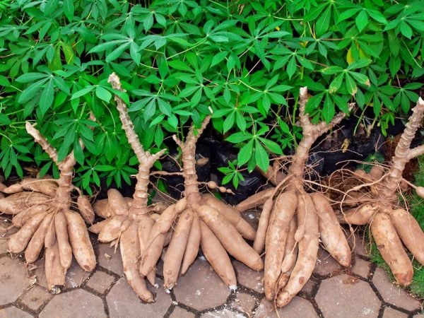 Cassava Roots - Image 2