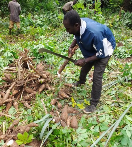 Formation sur le manioc